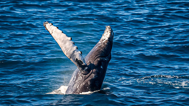 istock Humpback Whale Breaching off the Australian Coast 2217840805