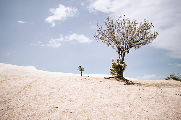 Elsen Tasarkhai or mini-Gobi is located 280km west of Ulaanbaatar in Mongolia, It is a sand dune that stretches 80km long, and 5km wide in Hugnu-Tarna National Park
