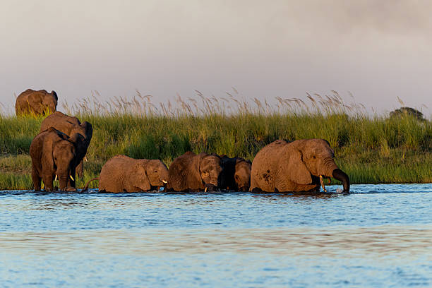 istock Close encounter with Elephants crossing the Chobe river 2217841448