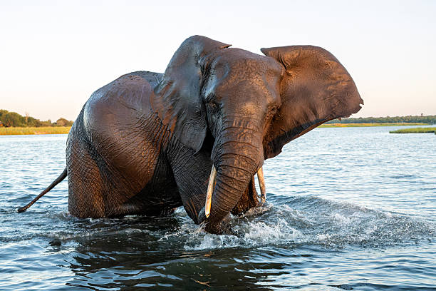 istock Close encounter with Elephants crossing the Chobe river 2217841482