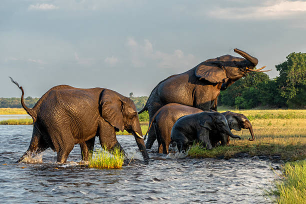 istock Close encounter with Elephants crossing the Chobe river 2217841530