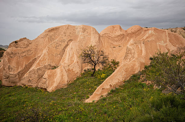 Cappadocia's surreal landscape features soft, eroded rock formations under a cloudy sky. A lone tree stands in the foreground, adding a touch of life to the scene.