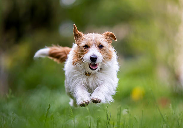 istock Active dog running in summer, pet background 2217842413