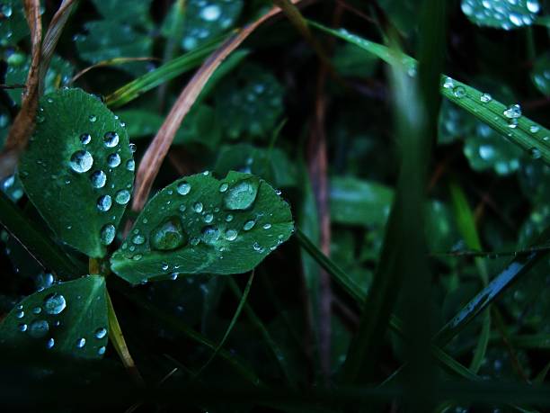 istock dark clover leaves in raindrops, condensation, moisture 2217846283
