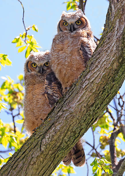 istock Great-horned Owl babies sitting on a tree 2217847884