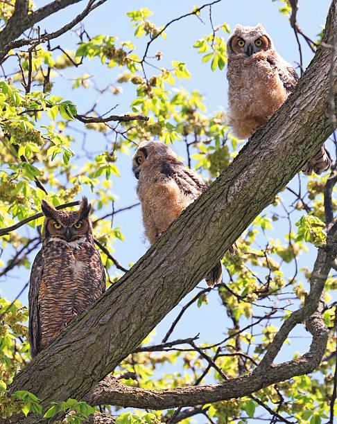 istock Great-horned Owl babies sitting on a tree branch with their moth 2217847888