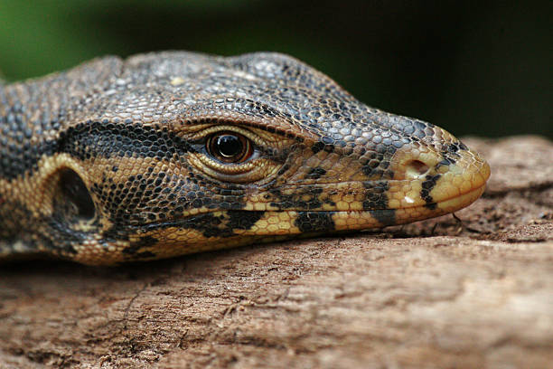 istock Asian Water Monitor (Varanus salvator) 2217851469