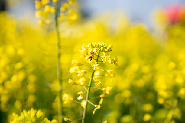istock Rapeseed Flowers In Spring,China,Asia. 2217854552