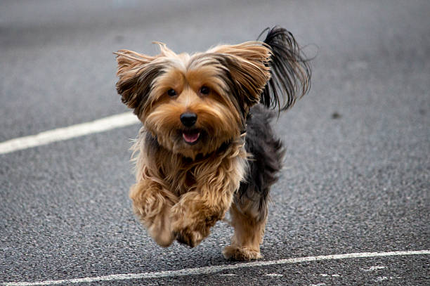 istock Happy dog ​​running on the asphalt 2217856086