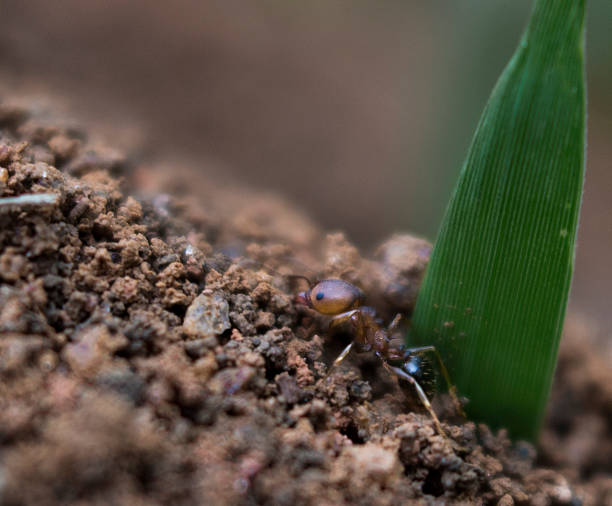 istock Close-up view of an ant working 2217856122