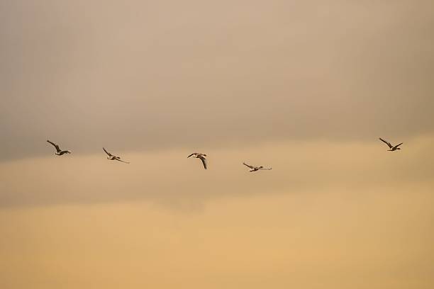istock Birds flying across a golden sunset sky 2217857881