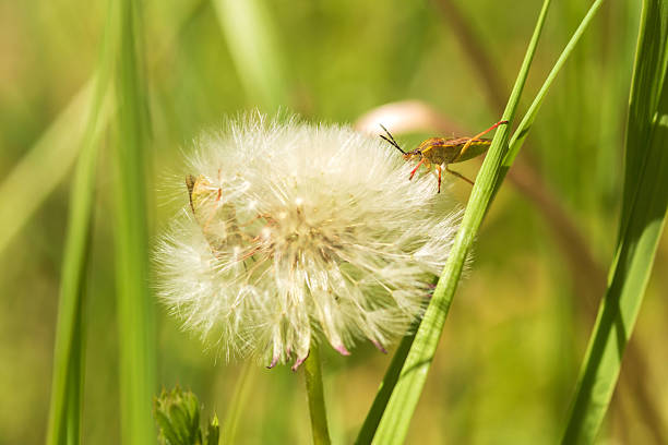 close up of a dandelion in the grass