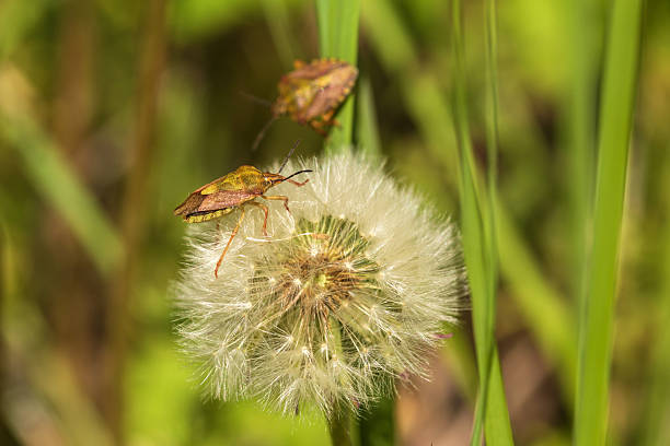 istock close up of a dandelion in the grass 2217858824