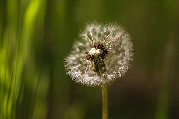 istock close up of a dandelion in the grass 2217858854