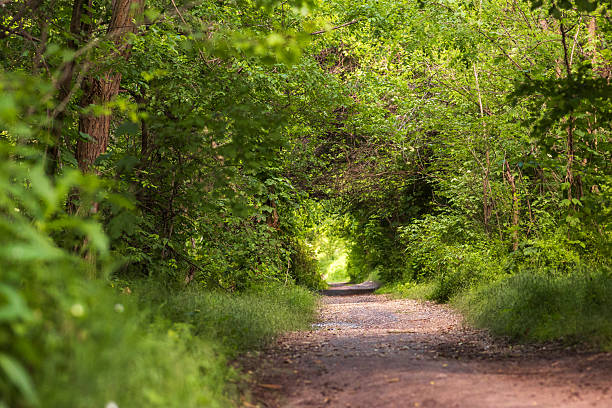 istock Beautiful Green Forest in Light 2217861544