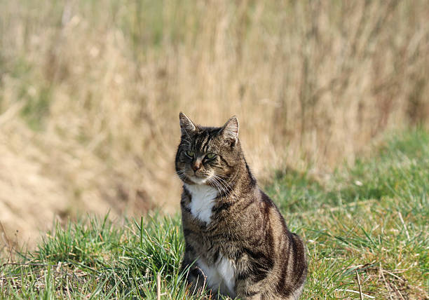 a beautiful grey cat sits at a green field in springtime closeup