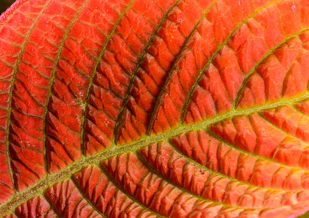 Hoffmannia ghiesbreghtii, Tropical leaf structure with a beautiful red tint, natural leaf background