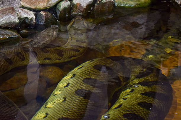 Green anaconda is the heaviest snake in the world. It can grow to 30 feet, weigh more than 550 pounds, and measure more than 12 inches in diameter. Females are significantly larger than males.