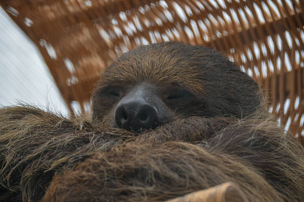 istock Sloth sleeping at woven basket, close up. 2217862803