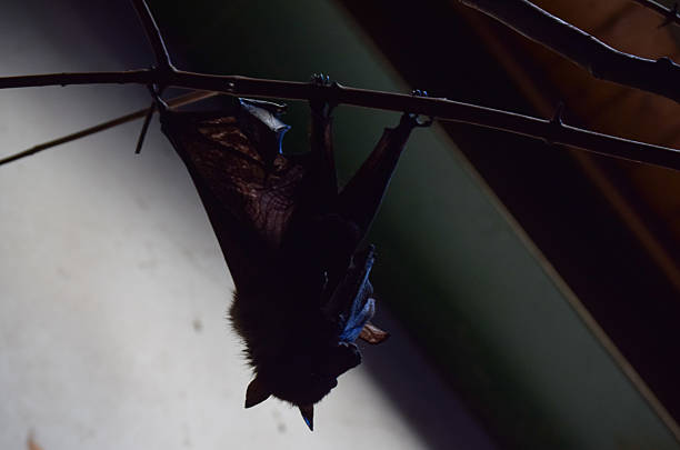 istock Nile bat hanging from a branch at Budapest Zoo 2217862857