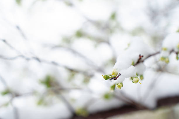 Spring Snowfall on Cherry Blossom Branches Raises Concerns Over Crop Viability and Harvest Potential.