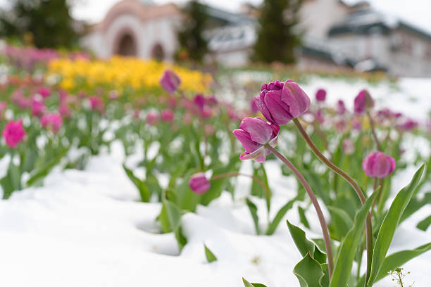 Cold Snap Brings Snow to Blooming Tulips, An Unexpected Challenge for Spring Flowers' Resilience.