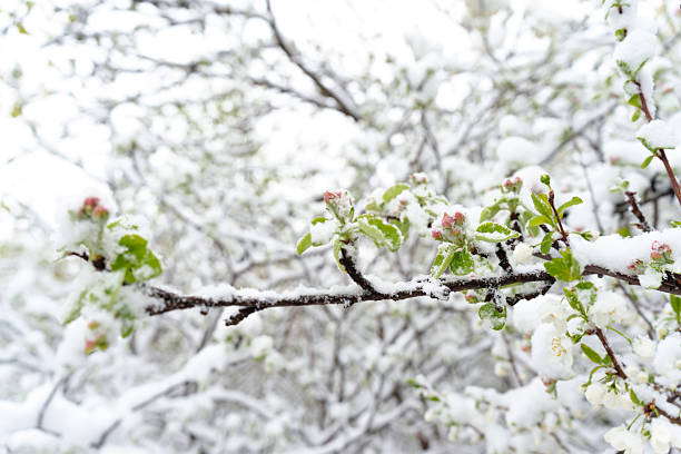 Frost and Spring Snow: Hidden Dangers Threatening Blooming Fruit Trees and Future Harvests.