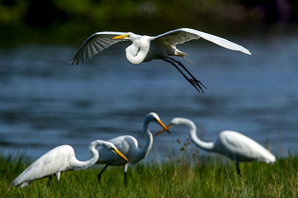 Great white egret flying low, coming in for a landing, three other great whites in the background, along a small tidal pond, bright sunlit day.