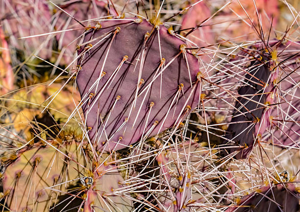 A closeup view of the paddles of a violet prickly pear cactus plant.
