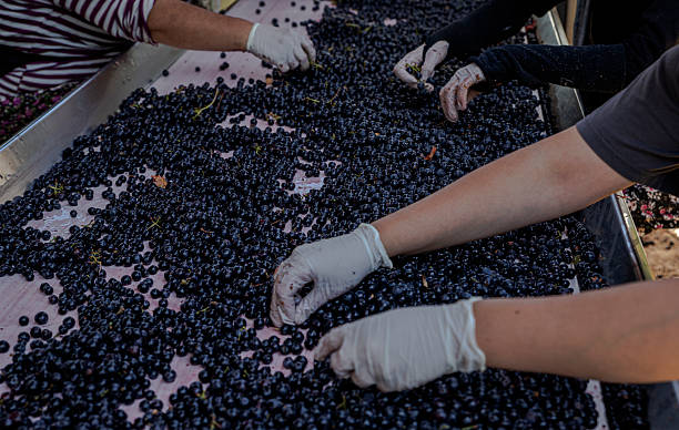 istock Dark wine grapes are being carefully sorted before pressing. The grape berries travel along a conveyor belt, ready for the winemaking process 2217867378