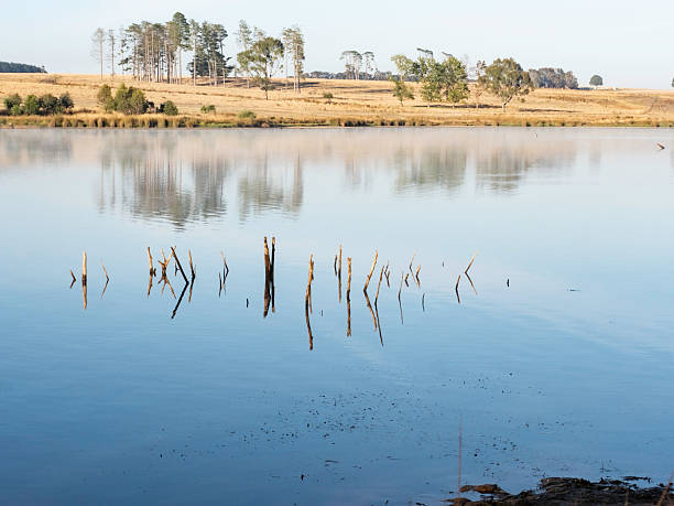 Morning stillness on Lake Mannus NSW, next to farmland with livestock