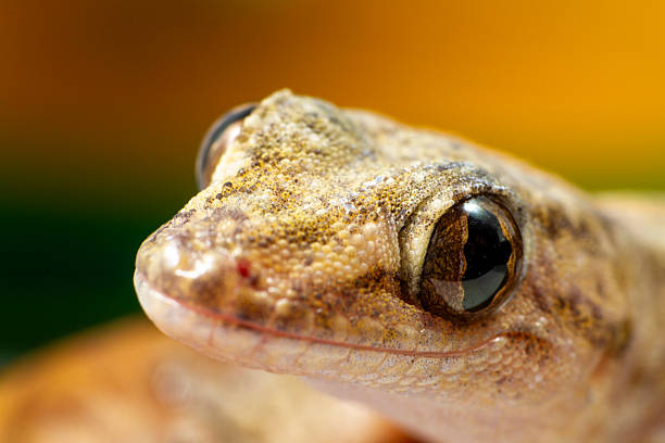 A close-up of a Bearded Dragon, a popular exotic pet lizard. The reptile is captured looking away from the camera, showcasing its distinctive spiky \