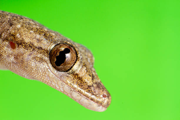 A close-up of a Bearded Dragon, a popular exotic pet lizard. The reptile is captured looking away from the camera, showcasing its distinctive spiky \