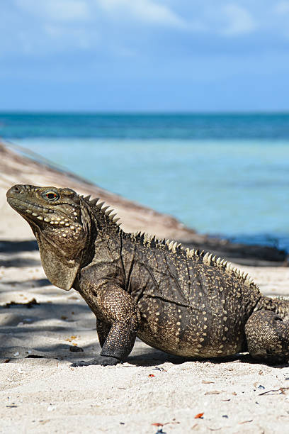 An iguana rests on warm sand, calmly basking in the sunlight. Its scaly skin blends with the surroundings, while its relaxed posture reflects the peacefulness of the natural setting.