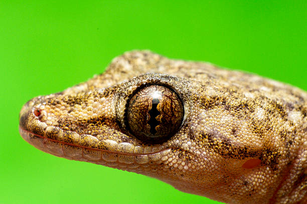 istock small gecko or lizard of brown tones, close-up image 2217869203
