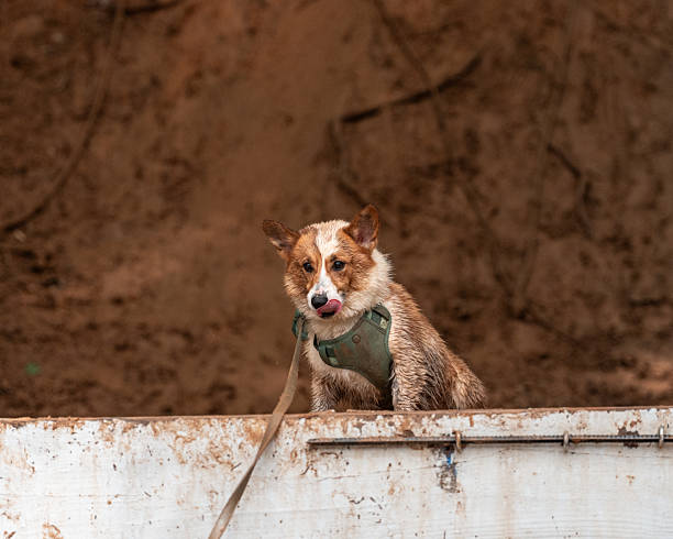 istock Dirty Corgi dog debating jumping into muddy water 2217869603