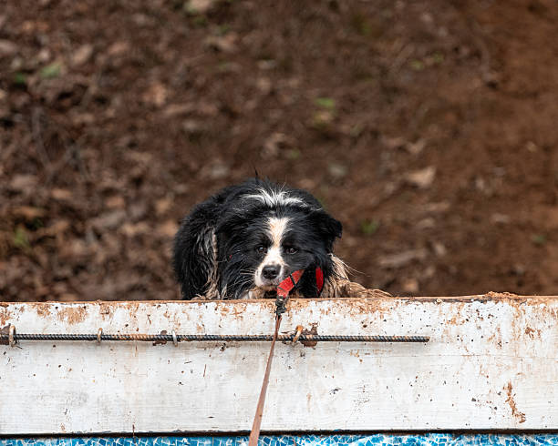istock Border collie lying down on a ramp at a mud race 2217869652