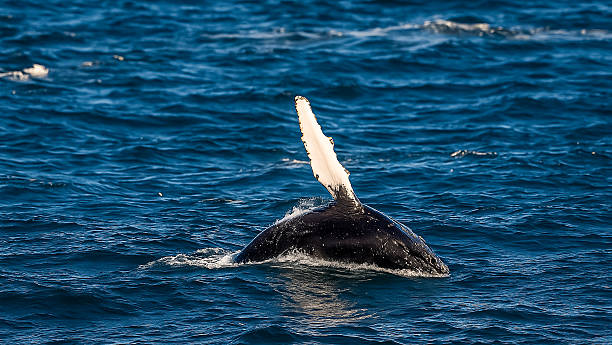 istock Humpback Whale Raising Flipper Above the Surface in Ocean 2217870270