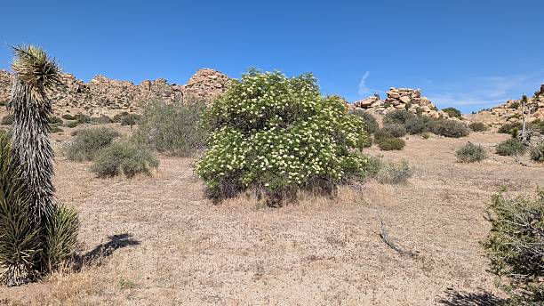 istock Blue elderberry tree shrub blooming in the mojave desert california 2217870357