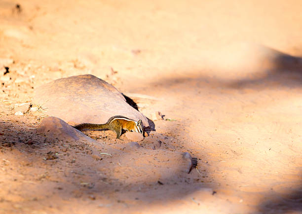 A Uinta chipmunk (Neotamias umbrinus) foraging along the ground in Zion National Park, Utah