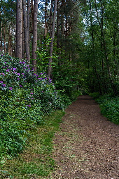 istock A woodland path with blooming rhododendron. 2217870704