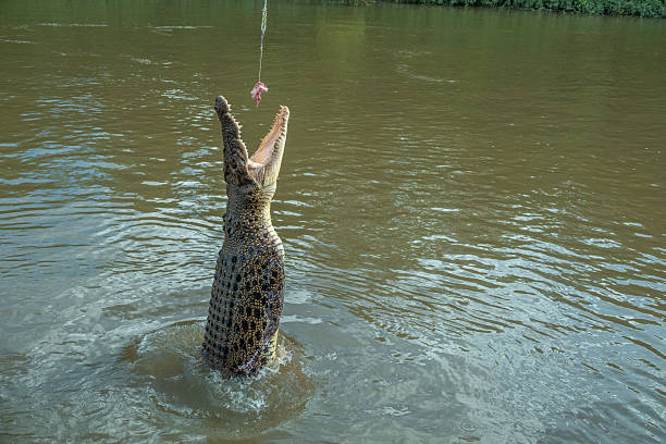istock Mouth wide open and standing ereect with the powerful force of its tail, a jumping crocodile reaches out to swallow a piece of meat, Adelaide river, Northern territory, Australia 2217872843