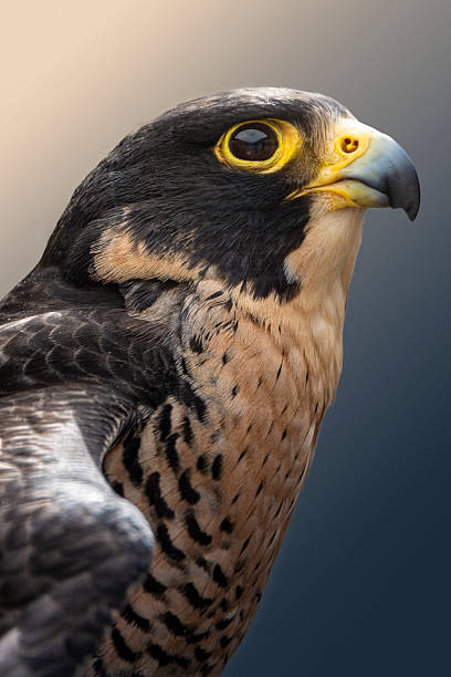 istock Peregrine Falcon 2217874392