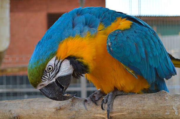 istock Blue-and-yellow macaw parrot showing vibrant feathers and natural behavior in captive environment 2217874806