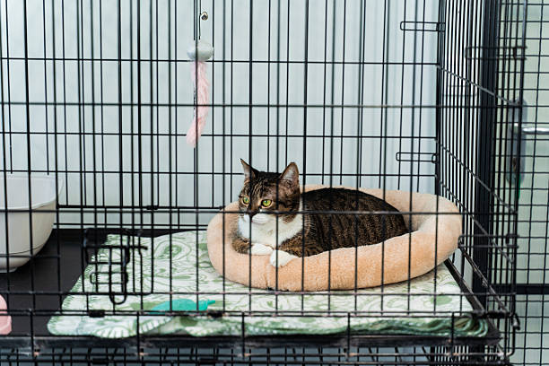istock Calm tabby cat resting inside pet adoption center cage. Cat in comfortable sleeping bed, inside shelter cage. Cat housed in an animal shelter crate. 2217875911