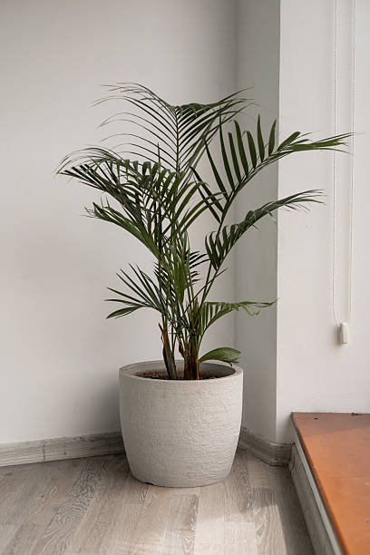 istock Cozy Corner Plant in Artistic Animal Pot Design 2217876824
