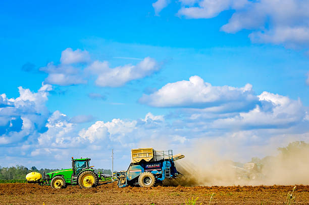 Grand Bay, Alabama, USA - Oct. 15, 2021: A farmer harvests peanuts using a peanut combine in Grand Bay, Alabama. Peanut combines remove peanut pods from the vines and place nuts in an overhead bin.