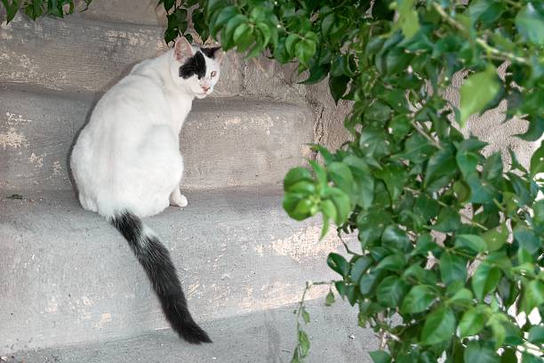 A white cat with black markings on its head and tail sits calmly on ancient stone stairs, observing its surroundings next to lush green foliage in Rhodes.