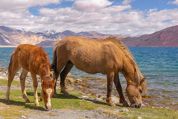 istock Horses Grazing by Pangong Lake 2217879404