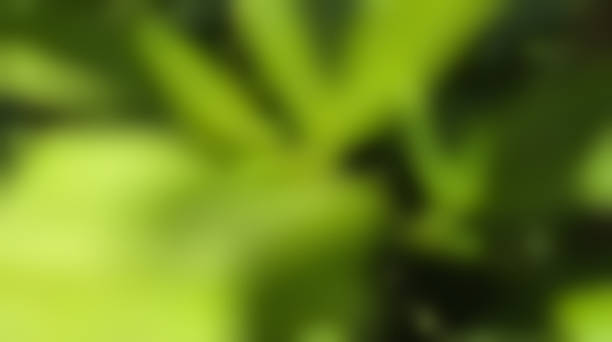 Defocused Abstract green gradient background banner for web design and blog. eco-themed smooth green and black pattern background with blur effect